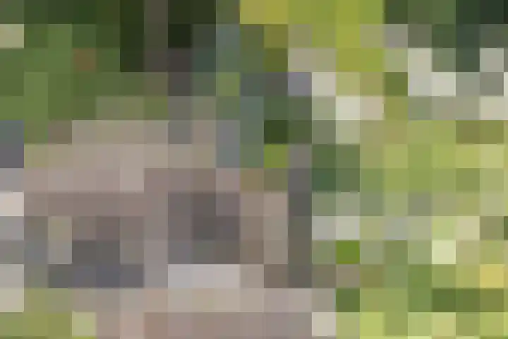 Hoeksekade 37 Bergschenhoek thumbnail 21