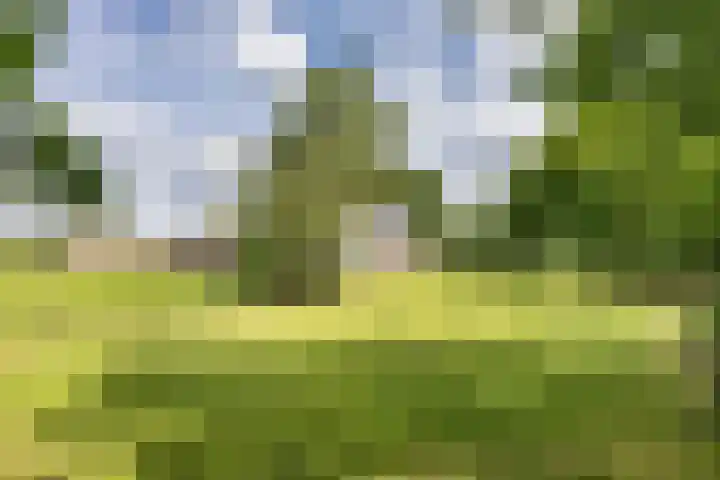 Hoeksterpaed 15 Hurdegaryp thumbnail 38