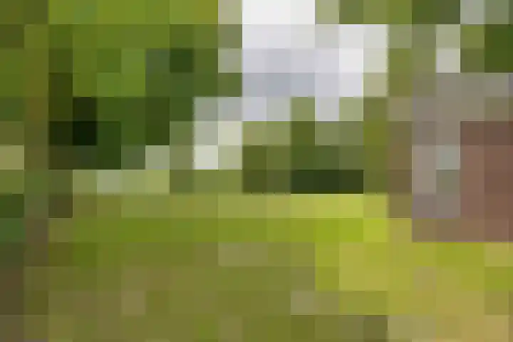 Hoeksterpaed 15 Hurdegaryp thumbnail 41