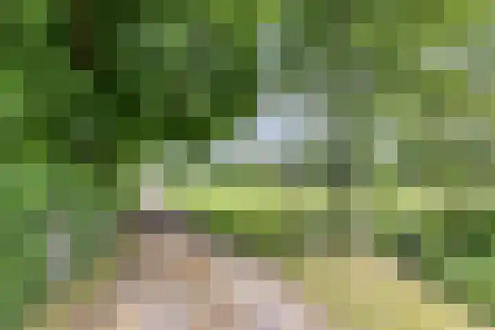 Hoeksterpaed 15 Hurdegaryp thumbnail 6