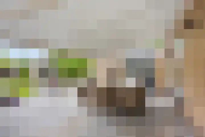 Hoekstraat 1 a Schaijk thumbnail 36