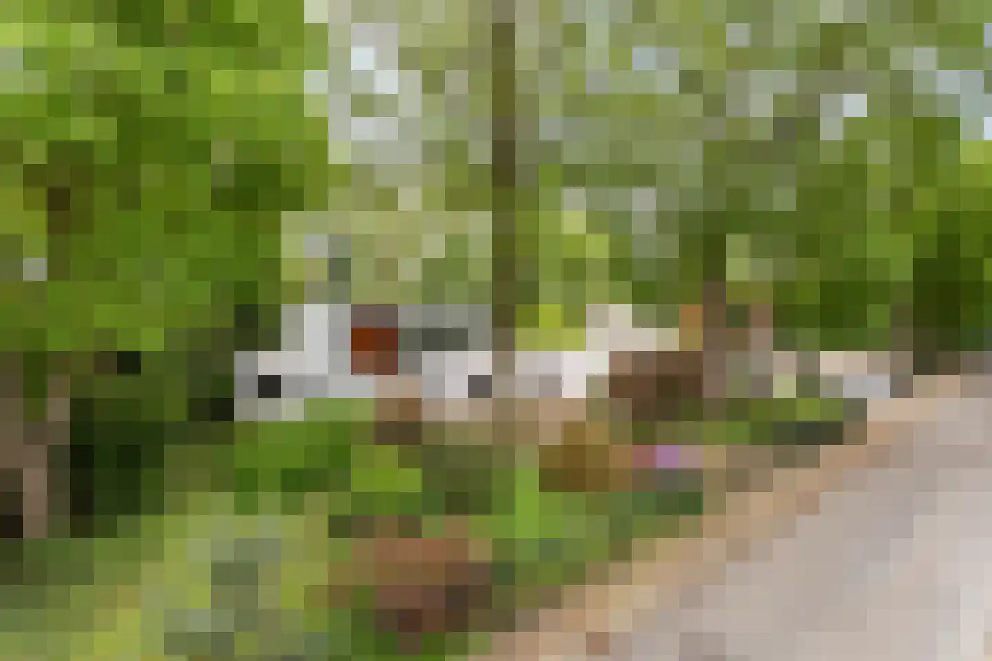 Hoekstraat 31 Schaijk thumbnail 6