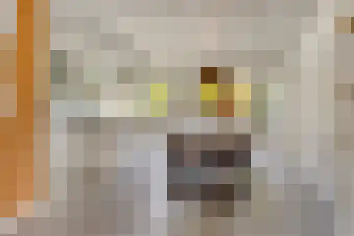 Hoekvlag 5 Gilze thumbnail 12