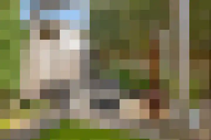 Hoekvlag 5 Gilze thumbnail 41