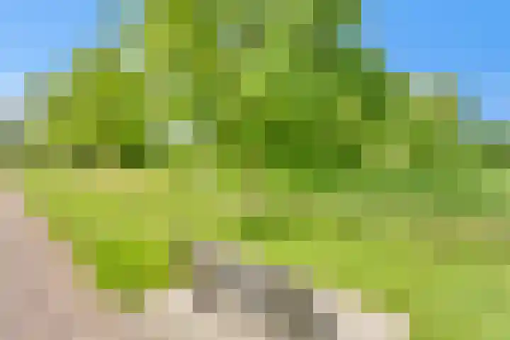 Hoekwant 26 Elburg thumbnail 16