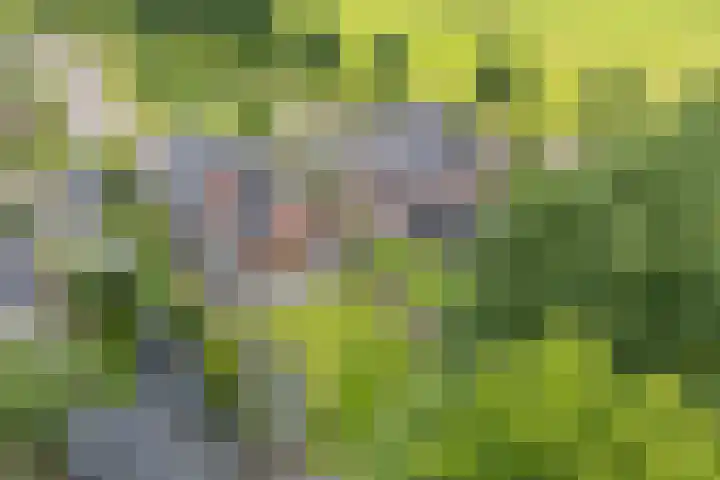 Hoekweg 18 Vroomshoop thumbnail 50