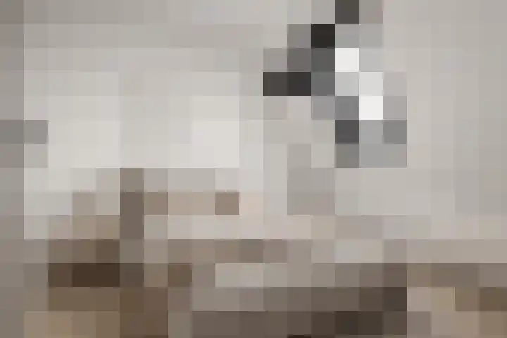 Hoekweg 3 Wijdenes thumbnail 22