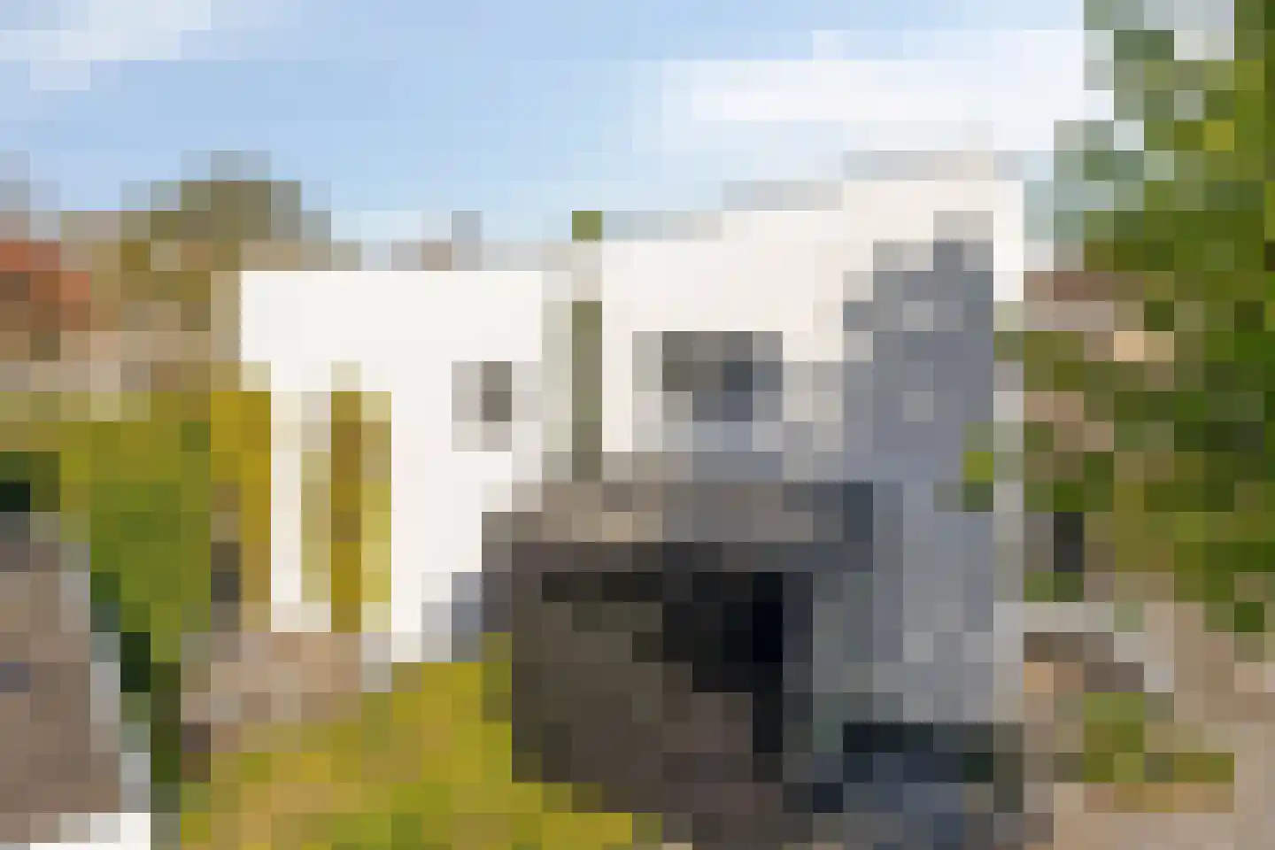 Hoenderhei 12 Best thumbnail 62