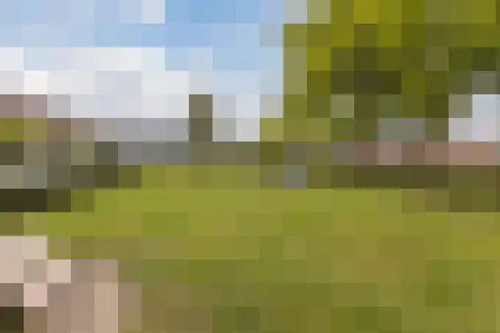 Hoenderhei 28 Best thumbnail 43