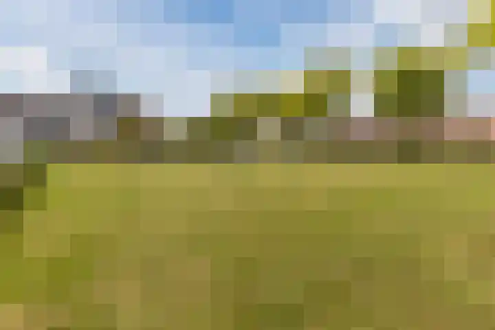Hoenderhei 28 Best thumbnail 44