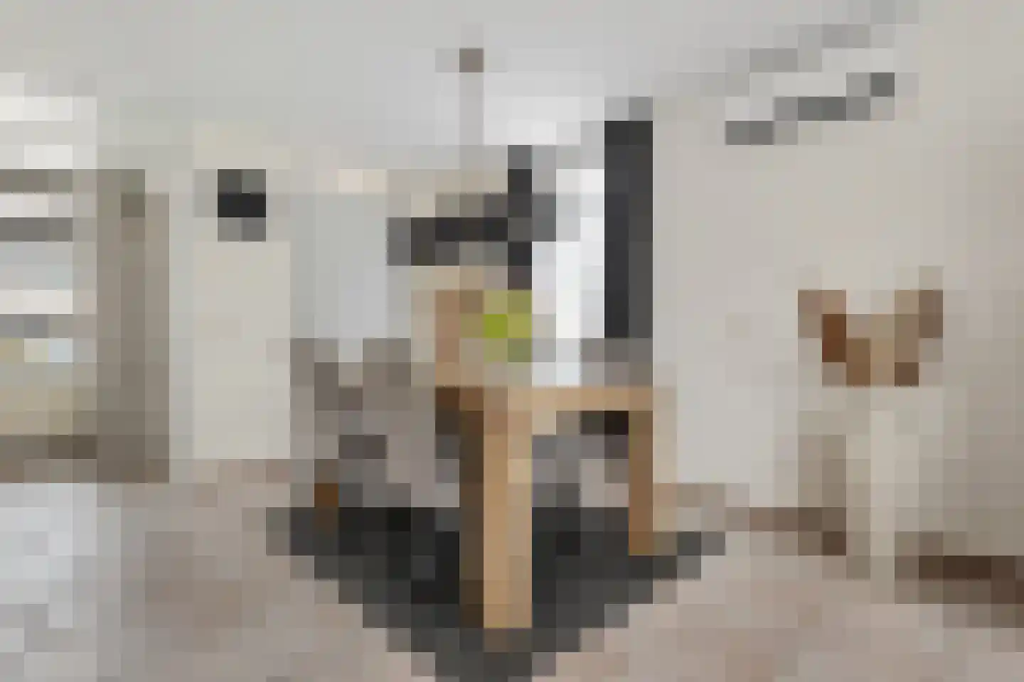 Hoenderhei 29 Best thumbnail 10