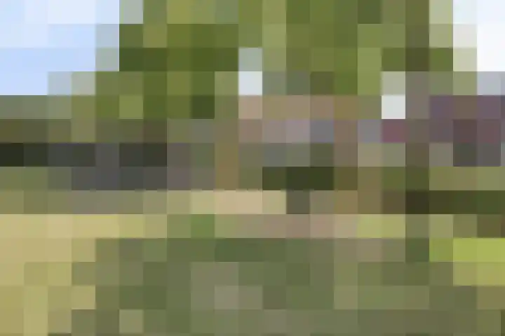 Hoenderhei 49 Best thumbnail 30