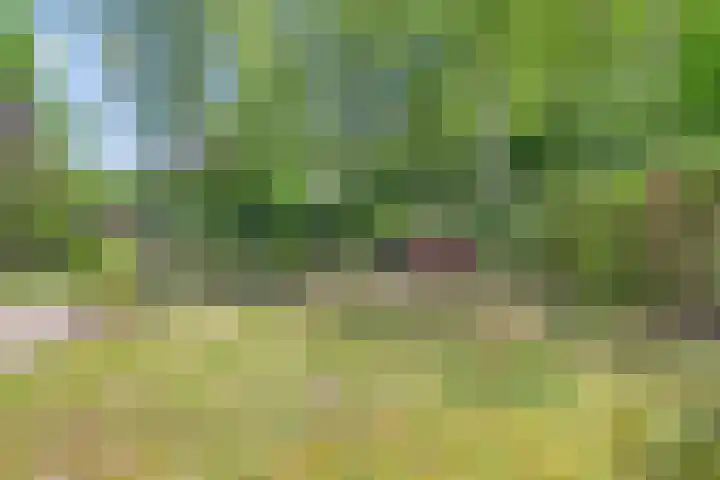 Hoenderhoek 2 Lage Mierde thumbnail 32