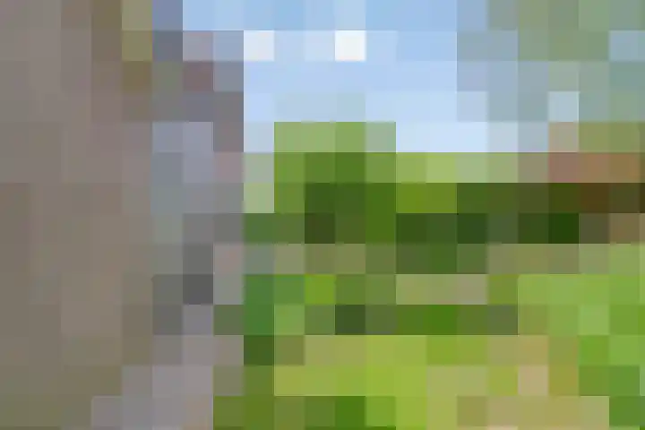 Hoenderhoek 2 Lage Mierde thumbnail 35