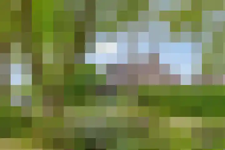 Hoenderhoek 2 Lage Mierde thumbnail 40