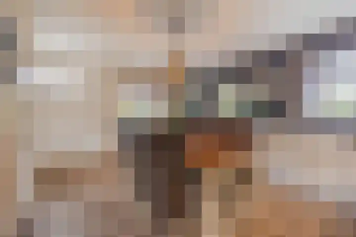 Hoenderparkdreef 12 Bosschenhoofd thumbnail 32