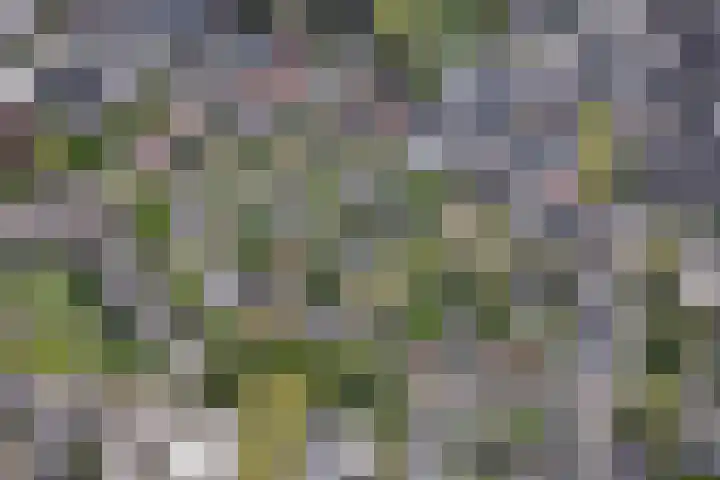 Hoendersveld Venray thumbnail 10