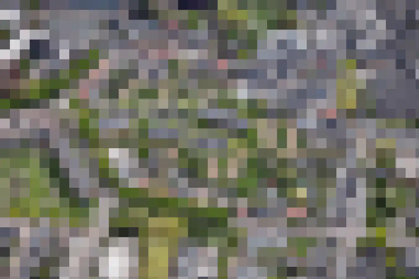 Hoendersveld Venray thumbnail 10