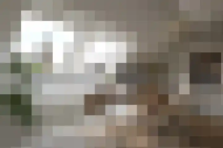 Hoendersveld Venray thumbnail 8