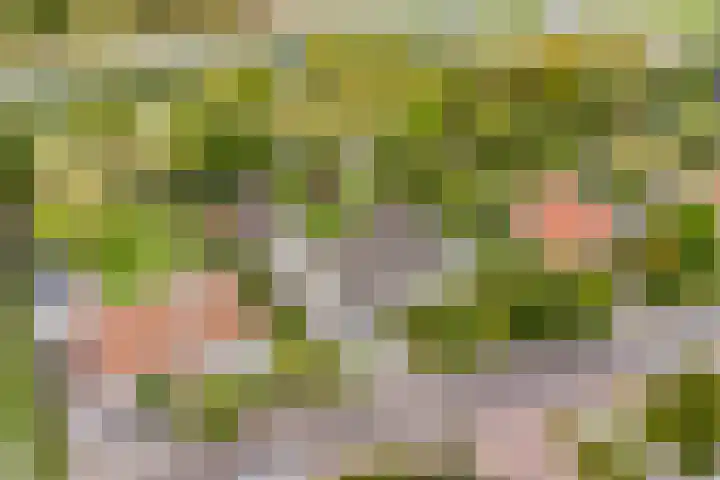 Hoendervogellaan 15 Heinkenszand thumbnail 4