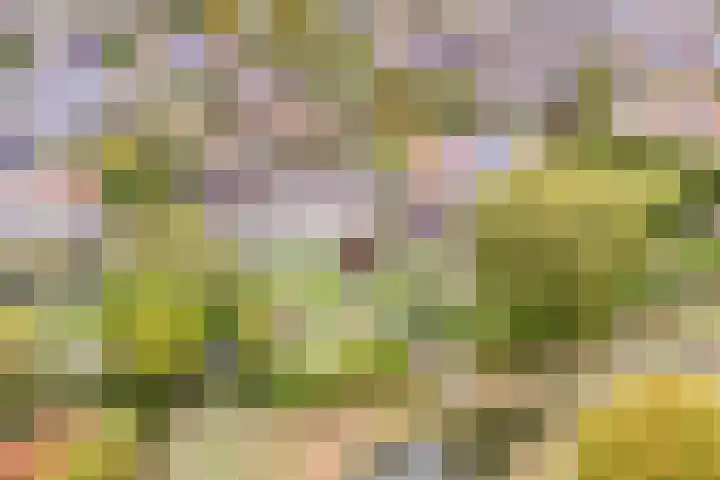 Hoendervogellaan 15 Heinkenszand thumbnail 58