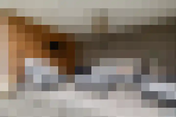 Hoenderweg 32 Lemelerveld thumbnail 36