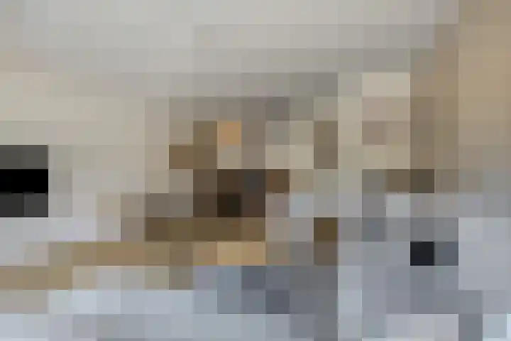 Hoenwaard 51 Ede thumbnail 7