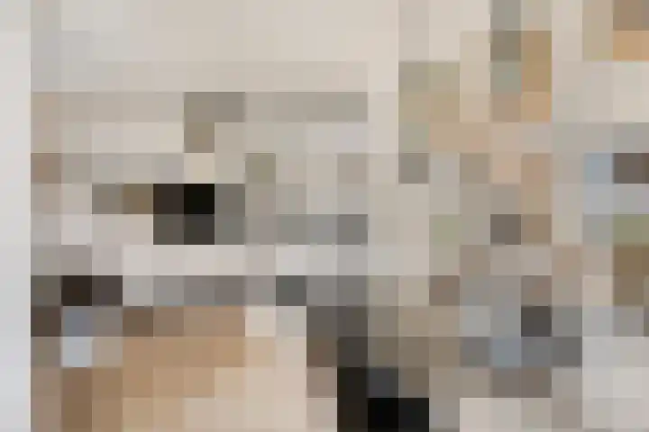 Hoepelakkerstraat 8 Someren thumbnail 13