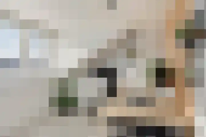 Hoepelakkerstraat 8 Someren thumbnail 33