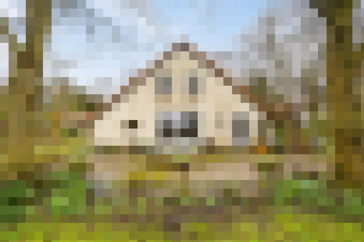 Hoetmansmeer I 102 Nieuwe Pekela thumbnail 43