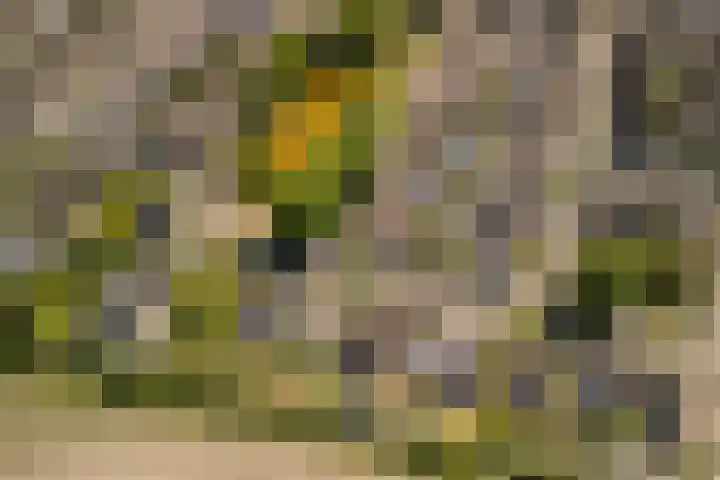 Hof 72 Dongen thumbnail 72