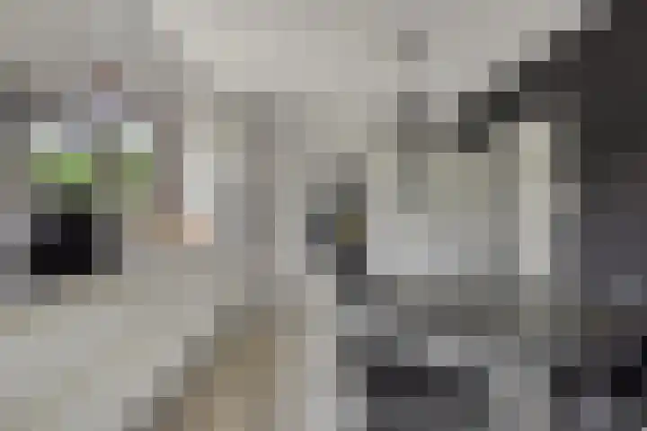 Hof te Zandeplein 20 Kloosterzande thumbnail 12