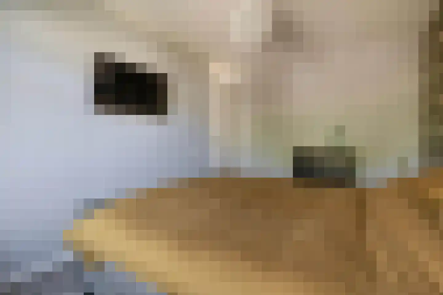 Hof ter Dreef 9 Breda thumbnail 35
