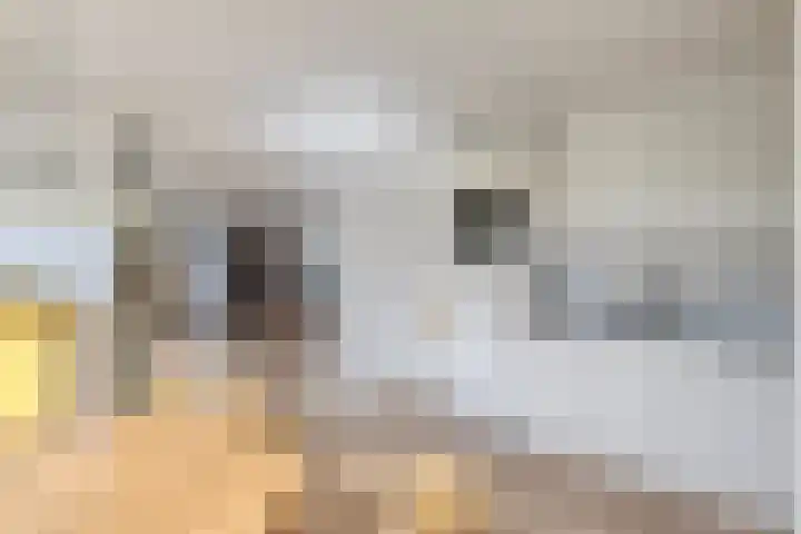 Hof ter Veste 151 Middelburg thumbnail 22