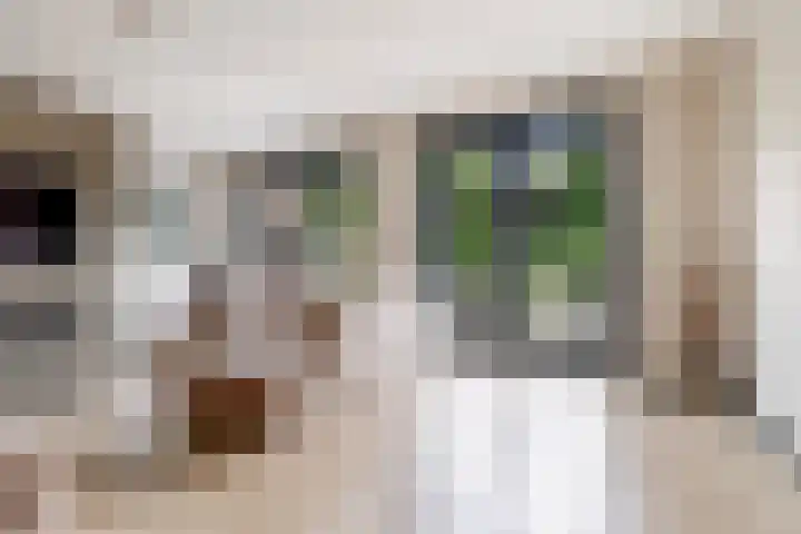 Hof van Batuwe 5 Lopikerkapel thumbnail 16