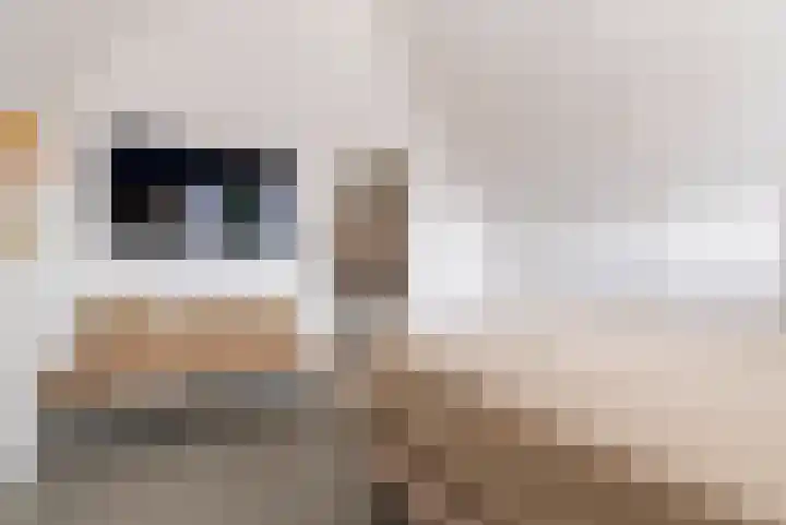 Hof van Batuwe 5 Lopikerkapel thumbnail 53