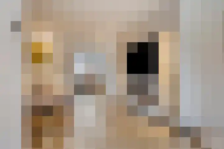 Hof van Colmschate 78 Deventer thumbnail 7