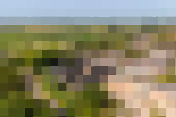 Hof van Wijk 12 Wijk bij Duurstede thumbnail 37