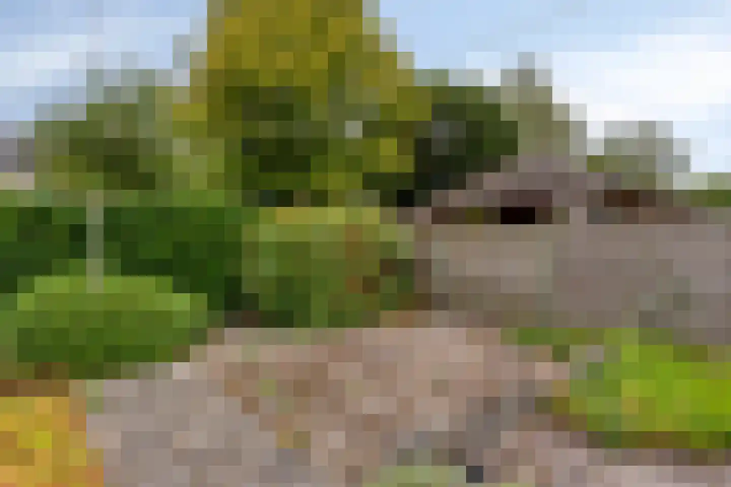 Hofakkers 42 Zuidlaren thumbnail 22