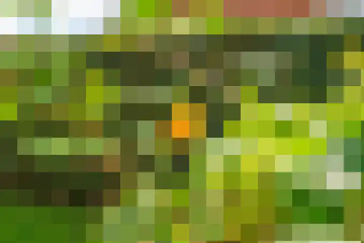 Hofakkersweg 1 Exloo thumbnail 62