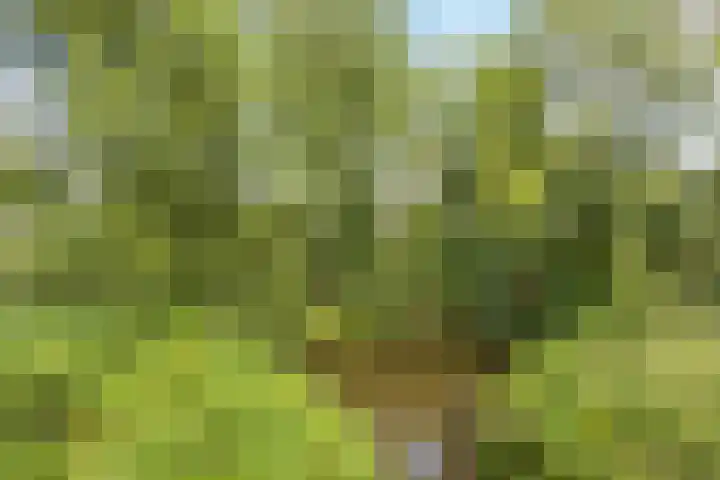Hofdael 14 Geldrop thumbnail 26