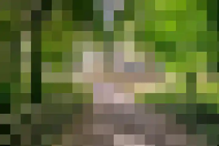 Hofdael 212 Geldrop thumbnail 50