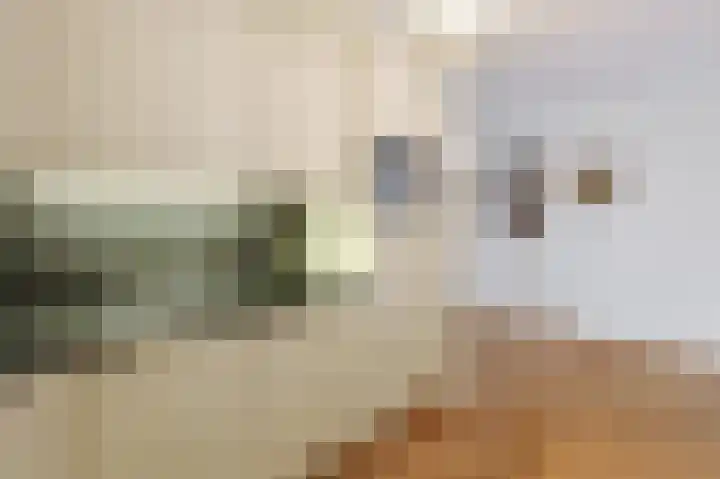 Hofdael 51 Geldrop thumbnail 24