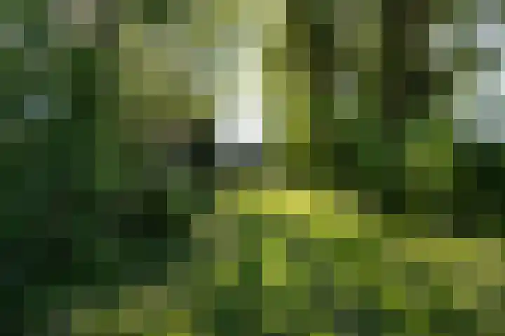 Hofdijksweg 61 Ouddorp thumbnail 33