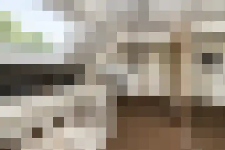 Hofdijksweg 61 Ouddorp thumbnail 41