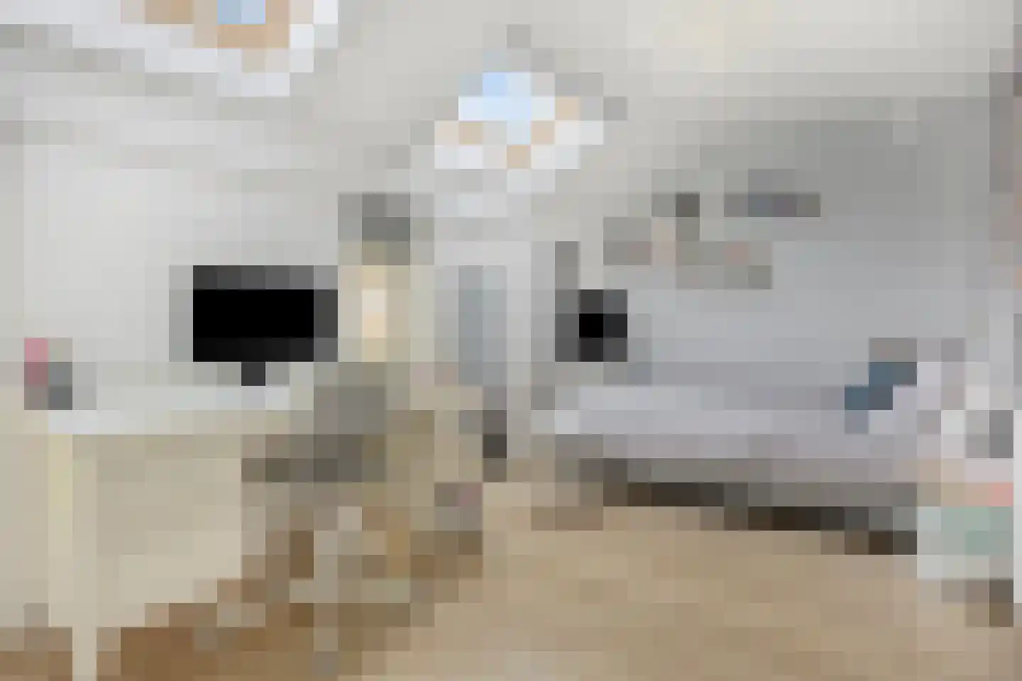 Hofje van Gratie 6 Krimpen aan den IJssel thumbnail 33