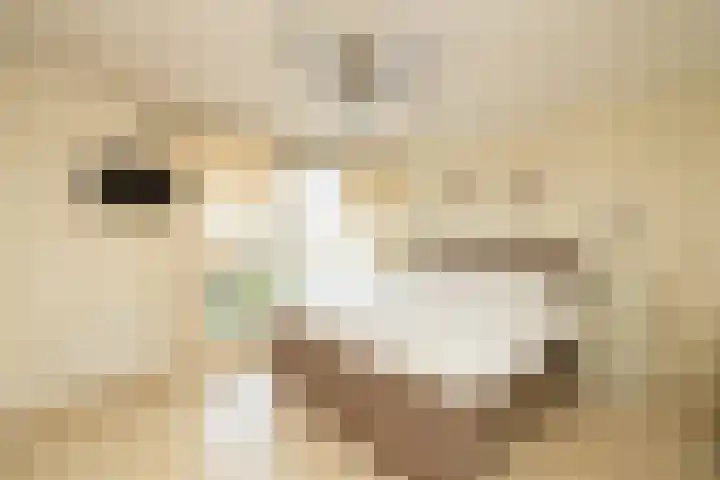 Hofje van Maat 23 Poeldijk thumbnail 28