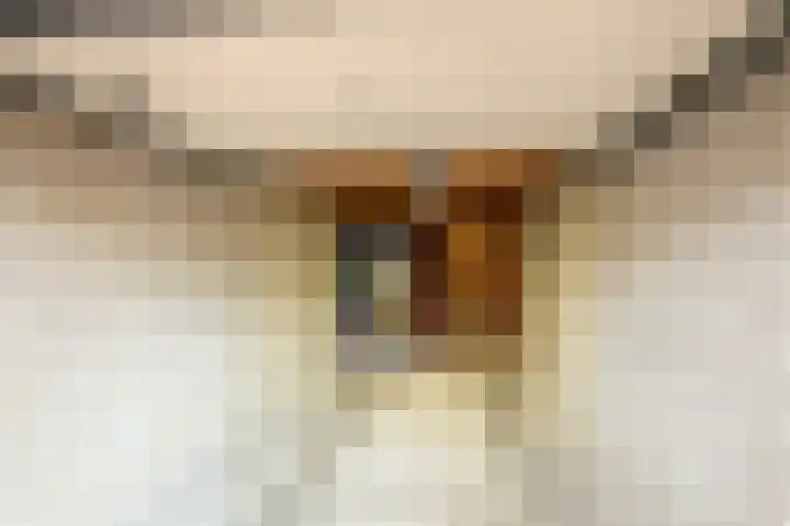 Hofje van Maat 32 Poeldijk thumbnail 33
