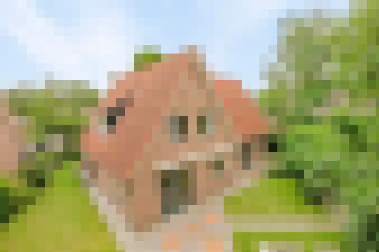 Hofkamp 184 Losser thumbnail 4