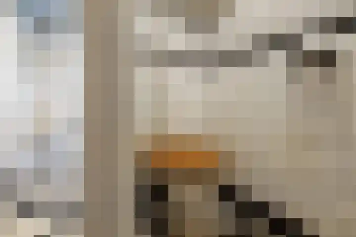 Hoflaan 101 Rotterdam thumbnail 34